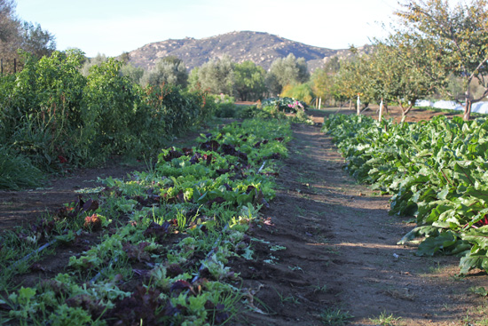 The garden where our salad is grown. 