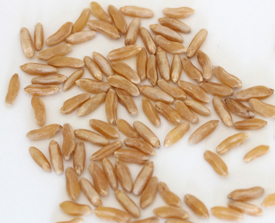 Kamut – an ancient grain for modern times